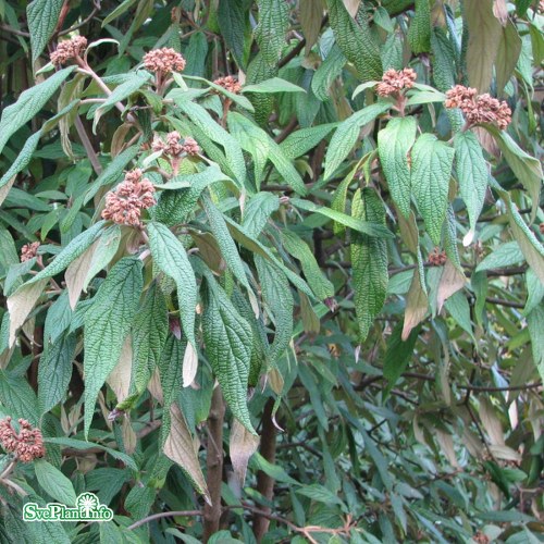 Viburnum rhytidophyllum