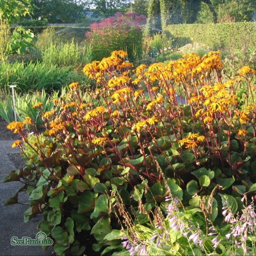 Ligularia dentata Desdemona