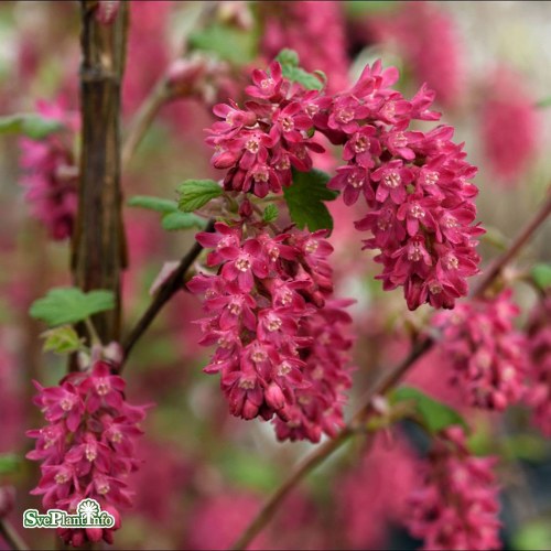 Ribes sanguineum Koja