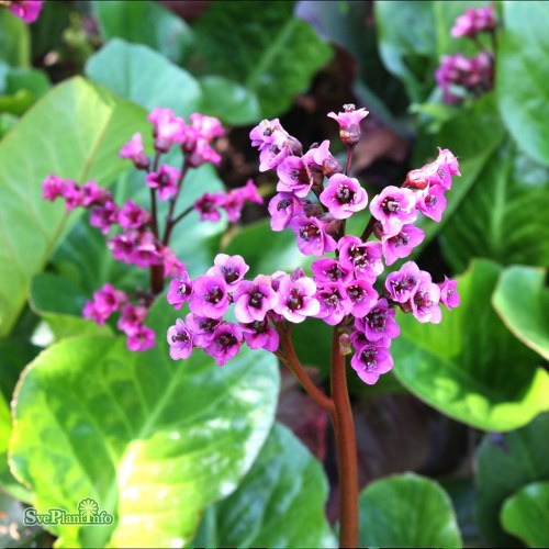 Bergenia cordifolia Vintergld