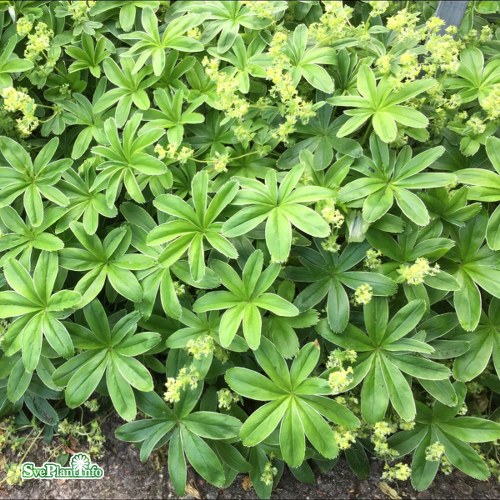 Alchemilla alpina