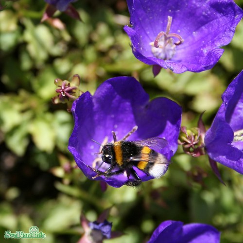 Campanula carpatica Elit