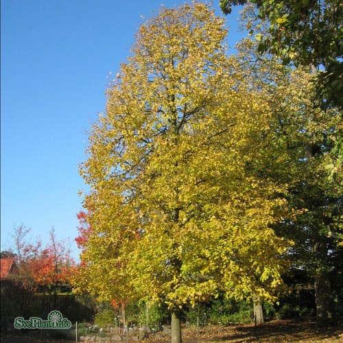 Tilia  europaea Euchlora