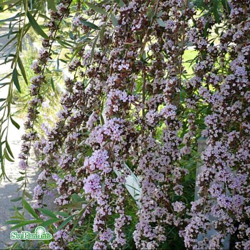 Buddleja alternifolia