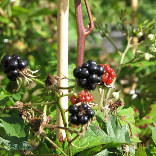 Rubus laciniatus Thornless Evergreen