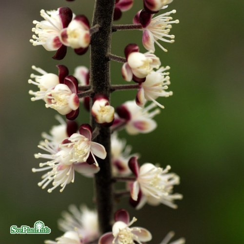 Actaea simplex Pink Spike