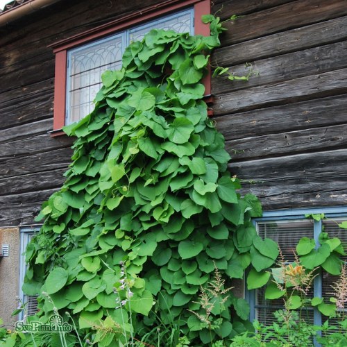 Aristolochia macrophylla