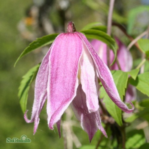 Clematis (Atragene) Rosy OGrady