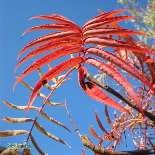 Sorbus Dodong