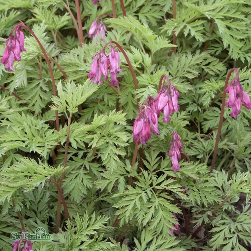 Dicentra formosa