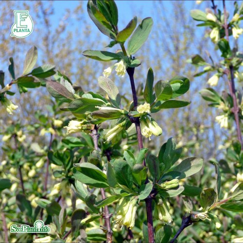 Lonicera caerulea FK FALUN E