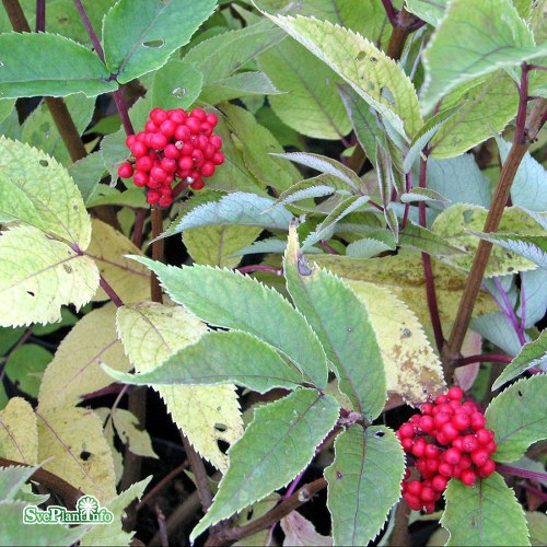 Sambucus racemosa