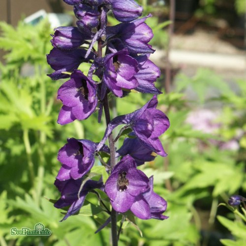Delphinium (Elatum) Black Knight