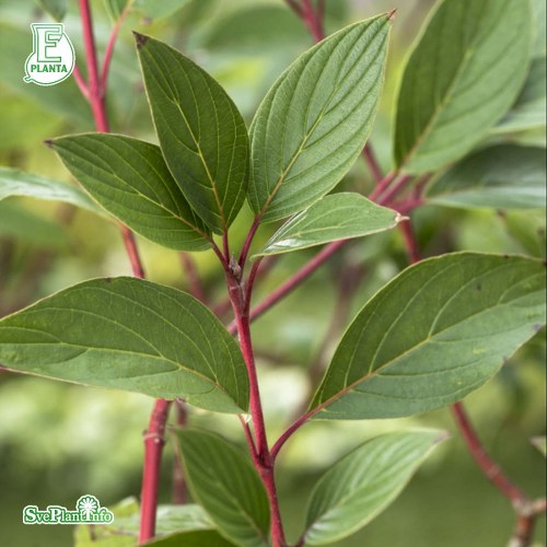 Cornus sericea Farba E