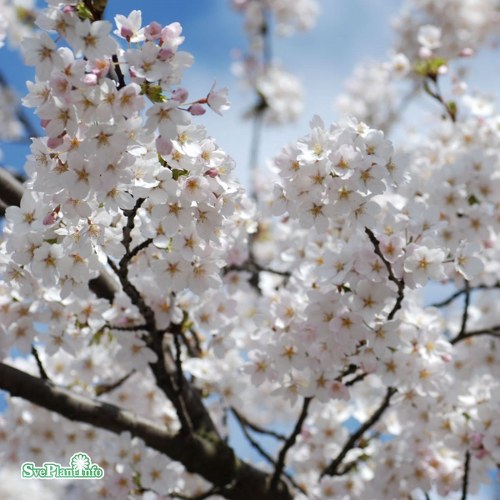 Prunus � yedoensis