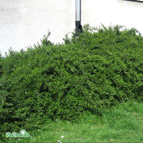 Lonicera nitida Elegant
