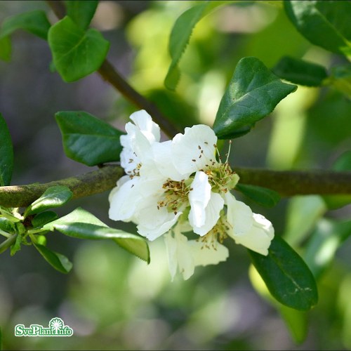 Chaenomeles  superba Jet Trail