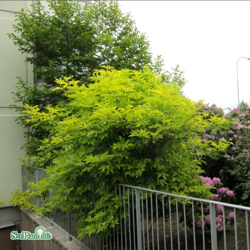 Sambucus nigra Aurea