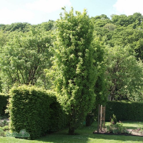 Quercus robur Fastigiata