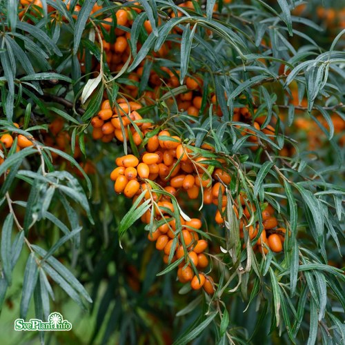 Hippophae rhamnoides LOTTA