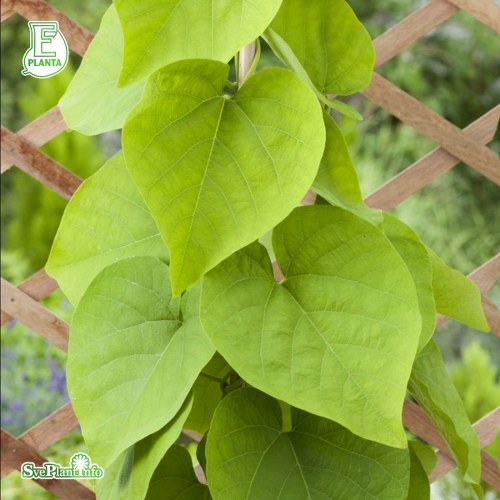 Aristolochia manshuriensis E