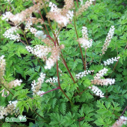 Aruncus aethusifolius