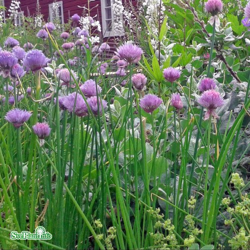 Allium schoenoprasum