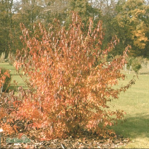 Acer tataricum ssp. ginnala