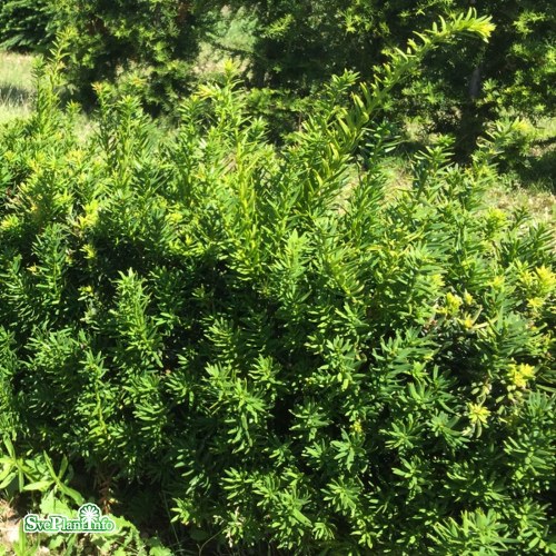 Taxus cuspidata Nana