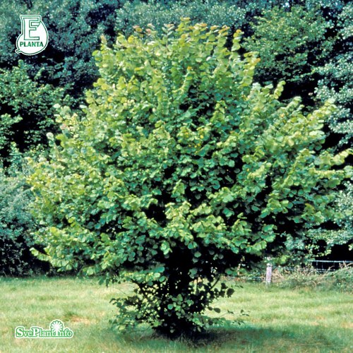 Corylus avellana FK �GLUNDA E