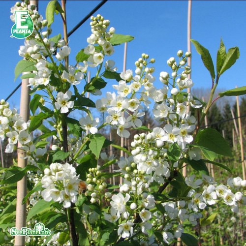 Prunus padus ssp. borealis Laila E