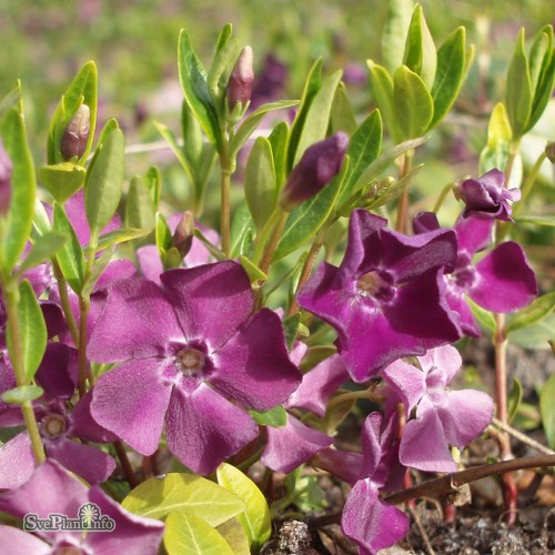 Vinca minor Atropurpurea