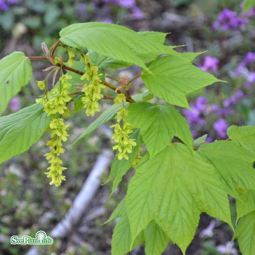 Acer pensylvanicum FK VSTERKER