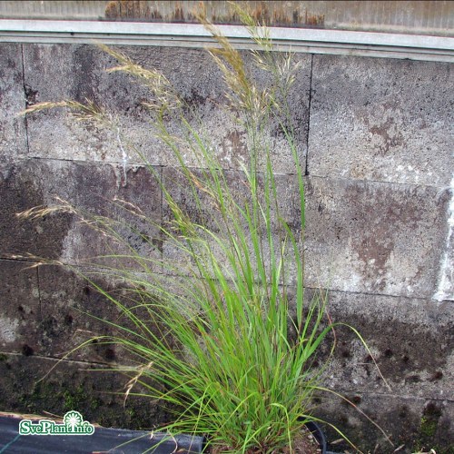 Achnatherum calamagrostis