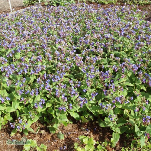 Pulmonaria montana Azurea