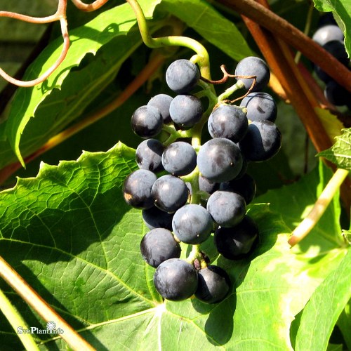 Vitis (Labrusca-Gruppen) Zilga E