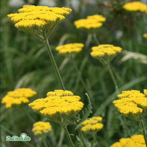 Achillea Coronation Gold