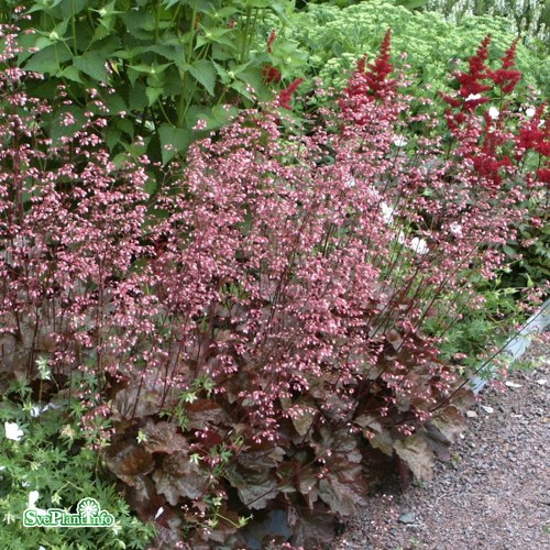 Heuchera Rachel