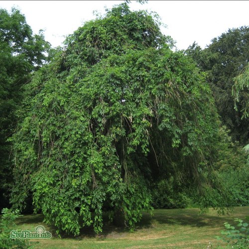 Fraxinus excelsior Pendula