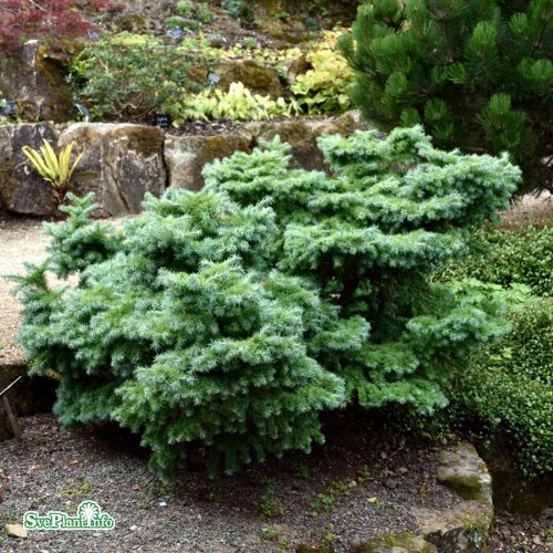 Larix kaempferi Blue Dwarf