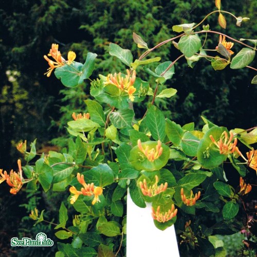 Lonicera  tellmanniana