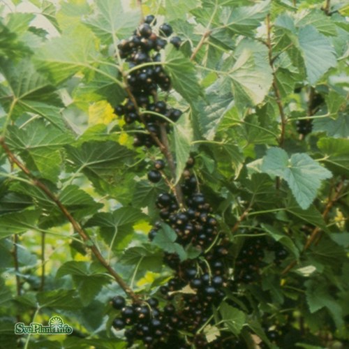 Ribes nigrum Storklas