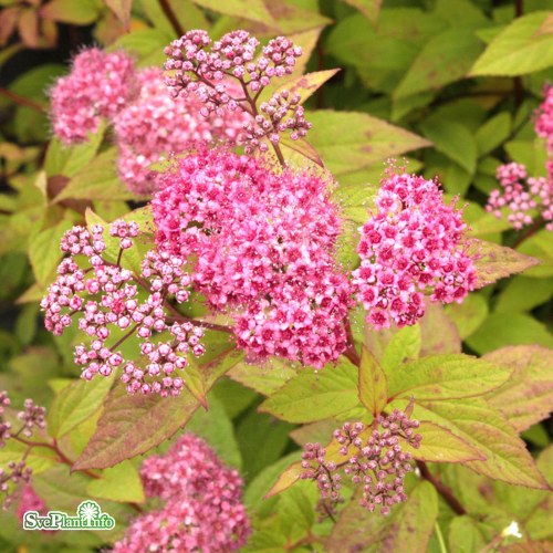 Spiraea japonica Froebelii