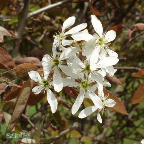 Amelanchier spicata