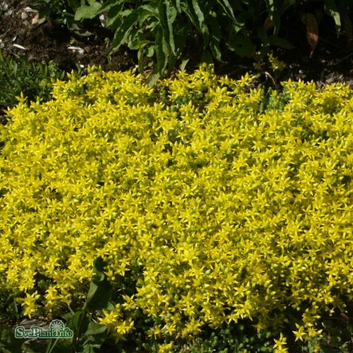 Sedum acre