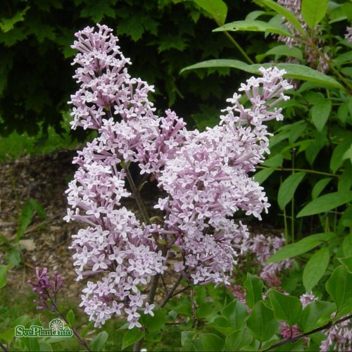 Syringa meyeri Palibin