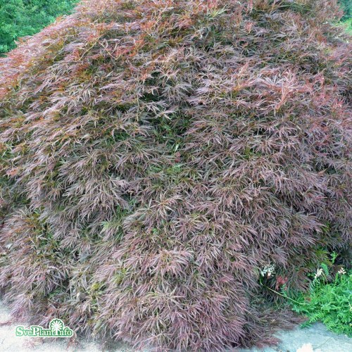 Acer palmatum Garnet