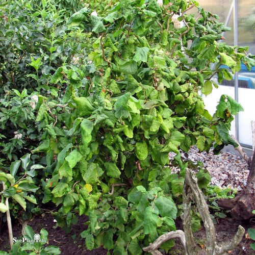 Corylus avellana Contorta