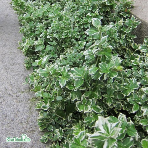 Euonymus fortunei var. radicans Emerald Gaiety