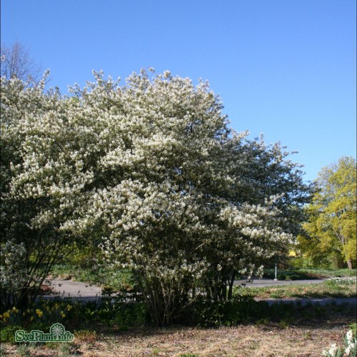 Amelanchier lamarckii